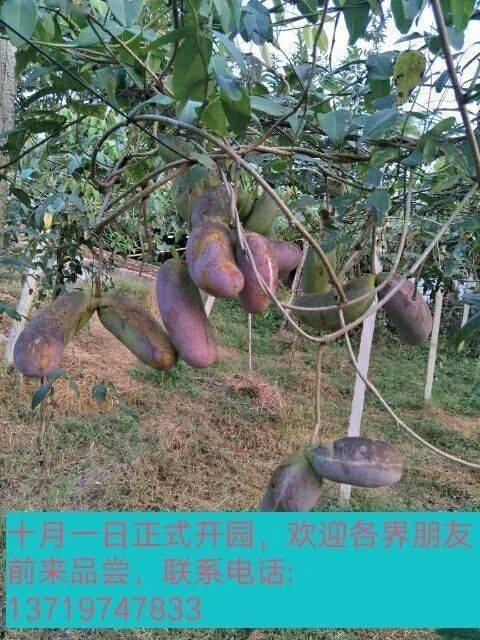 野外生存吃八月瓜的视频,八月瓜采摘与美味烹饪全过程