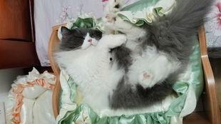 吃哈密瓜的小猫咪视频,小猫咪品尝哈密瓜的可爱瞬间