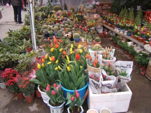 花店老板的吃瓜视频