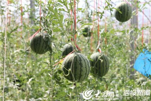 51秒晨曦吃瓜图片视频