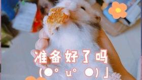 国产豚豚吃瓜视频